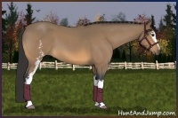 Horse Color:White Spotted Buckskin Roan