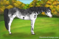 Horse Color:White Spotted Black Sabino 