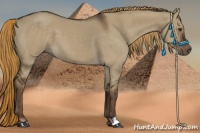 Horse Color:Liver Red Dun 