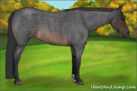 Horse Color:Brown Roan