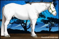 Horse Color:Liver Chestnut Splash Appaloosa 
