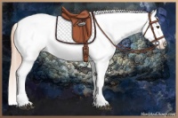 Horse Color:Red Roan Appaloosa