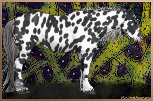 Horse Color:Black Tobiano Near Leopard