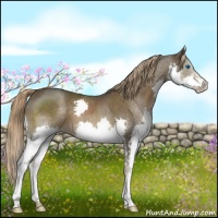 Horse Color:Liver Chestnut Splash 
