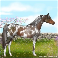 Horse Color:White Spotted Liver Chestnut 