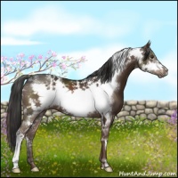 Horse Color:White Spotted Liver Chestnut Frame 