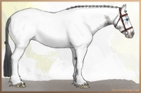 Horse Color:White Spotted Black Frame Rabicano