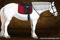 Horse Color:Gold Champagne Dun Appaloosa 