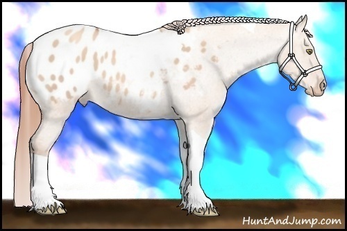 Horse Color:Gold Champagne Dun Tobiano Varnish 