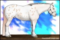 Horse Color:Gold Champagne Dun Tobiano Appaloosa 