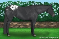 Horse Color:Black Appaloosa 