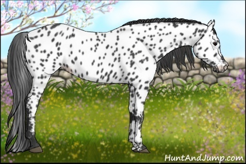 Horse Color:Black Appaloosa 