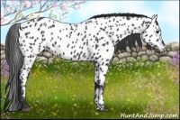 Horse Color:Black Appaloosa 
