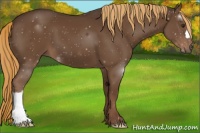 Horse Color:Liver Chestnut 