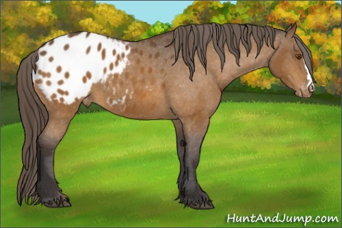Horse Color:Buckskin Appaloosa 