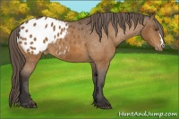 Horse Color:Buckskin Appaloosa 