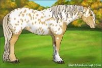 Horse Color:Palomino Appaloosa 