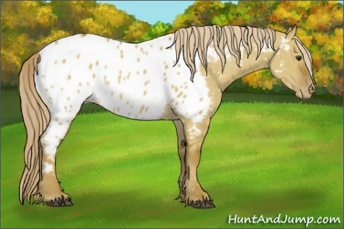 Horse Color:Chocolate Palomino Dun Appaloosa 