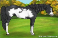Horse Color:Black Frame 