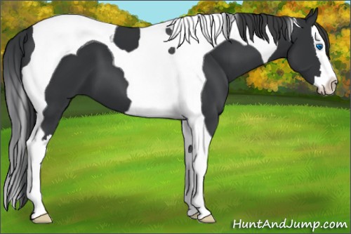 Horse Color:Black Splash Tobiano 