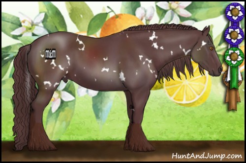Horse Color:White Spotted Chocolate Black