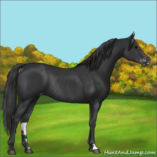 Horse Color:Black Varnish Rabicano