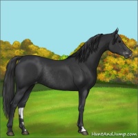 Horse Color:Black Appaloosa Rabicano 
