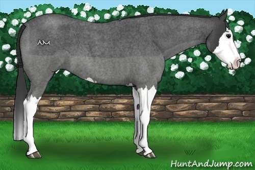 Horse Color:Blue Roan Splash 