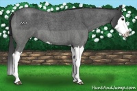 Horse Color:Blue Roan Splash 
