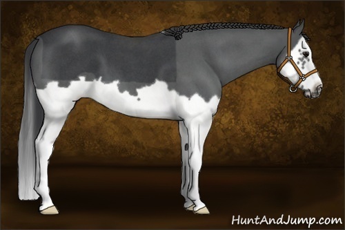 Horse Color:Blue Roan Splash Frame 
