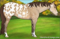 Horse Color:Amber Champagne Appaloosa 