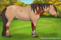Horse Color:Bay Sabino Rabicano and Amber Champagne Sabino Rabicano