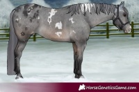 Horse Color:White Spotted Buckskin Appaloosa 