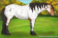 Horse Color:Bay Near Leopard