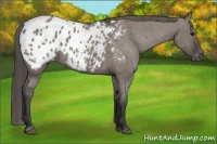 Horse Color:Grullo Appaloosa 