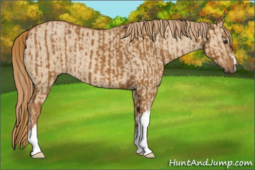 Horse Color:Chestnut and Red Dun