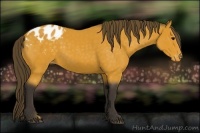 Horse Color:Buckskin Blanket