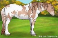 Horse Color:White Spotted Gold Champagne Blanket