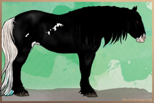 Horse Color:Palomino Splash Appaloosa 