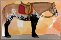 Horse Color:White Spotted Chestnut Splash 