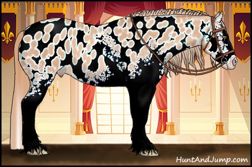 Horse Color:White Spotted Gold Champagne Splash Appaloosa 