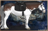 Horse Color:White Spotted Brown Sabino Splash