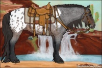 Horse Color:Brown Roan Appaloosa 