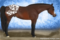 Horse Color:Gray Bay Appaloosa 