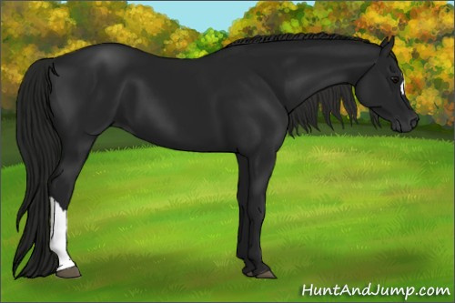 Horse Color:Gray Black 