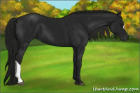 Horse Color:Gray Black 