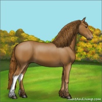 Horse Color:Chestnut 