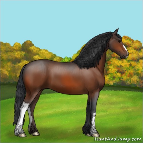 Horse Color:Bay 