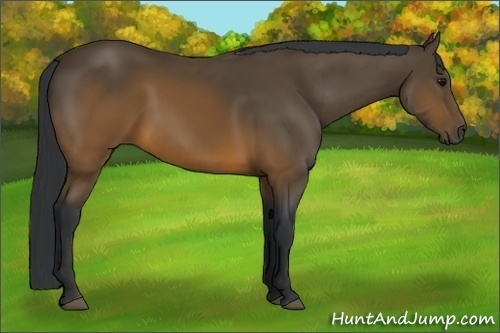Horse Color:Brown 