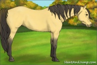 Horse Color:Buckskin 